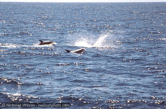 Pod of pilot whales showed themselves near the Phyllis Cormack.