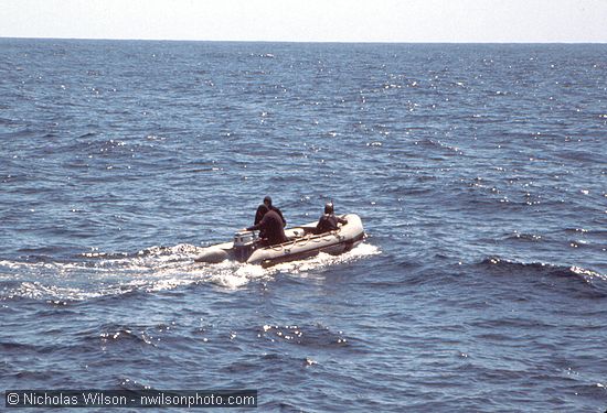 Dr. Lee Tepley heads his Zodiac inflatable towards a school of pilot whales to swim with them and get underwater film footage.