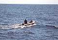 Dr. Lee Tepley heads his Zodiac inflatable towards a school of pilot whales to swim with them and get underwater film footage.