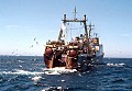 Stern view of the Aleksandrovsk, one of over a dozen Soviet Union 300 ft. bottom trawlers seen by the Mendocino Whale War anti-whaling patrol. The sea birds are attracted to the fish waste thrown overboard.