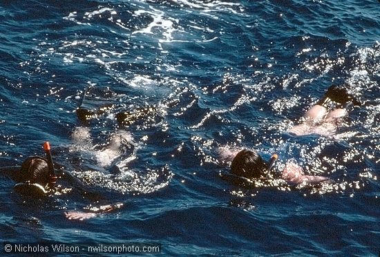 Paul Watson and another Greenpeacer from the James Bay swim over to the Phyllis Cormack 100 mi. off Cape Mendocino.