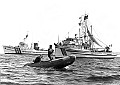 Mendocino Whale War and Greenpeace vessels rendezvous 100 miles off Cape Mendocino during the anti-whaling campaign of 1976. The Zodiac inflatable in foreground was off the Greenpeace ship James Bay, while the photo was taken from another inflatable off the Mendocino Whale War boat Phyllis Cormack, seen at right.