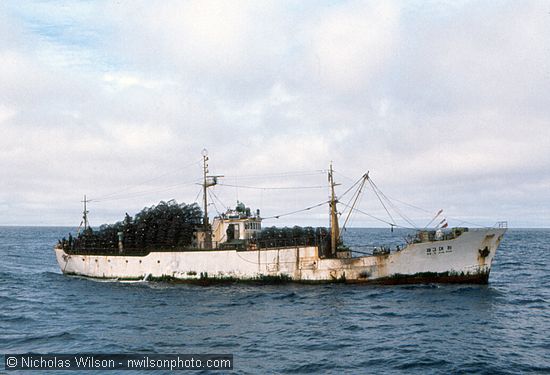 A crab boat out of Pusan, South Korea, arrives and puts out hundreds of pots on long lines just outside the 12-mile limit in July 1976.