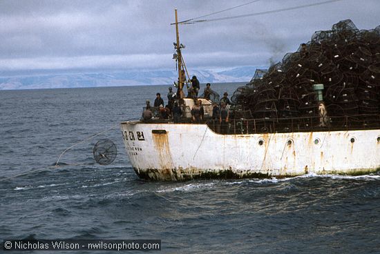 A crab boat out of Pusan, South Korea, arrives and puts out hundreds of pots on long lines just outside the 12-mile limit in July 1976.