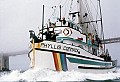 The Mendocino Whale War voyage ends July 5, 1976, as the Phyllis Cormack comes under the Golden Gate bridge and makes for Fort Mason