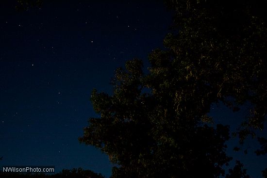 Starry, starry night, and a moonlit oak tree