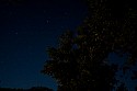 Starry, starry night, and a moonlit oak tree