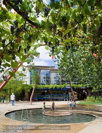 Fruit bearing grapevines frame this view of the fountain and Real Goods store entrance during SolFest 2007