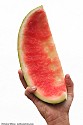 The winner's watermelon rind