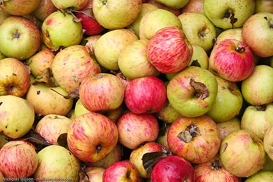 Fresh picked apples from the ridge, soon to be cider.