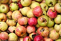 Fresh picked apples from the ridge, soon to be cider.