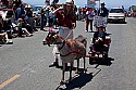 July 4, 2010 parade in Mendocino CA