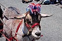 July 4, 2010 parade in Mendocino CA